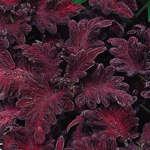 dragon black coleus